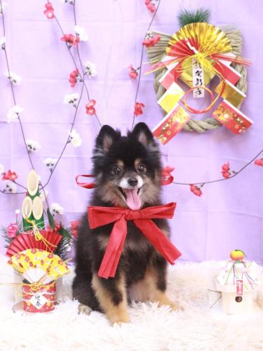 20230129獅子丸くん